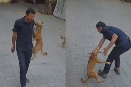 mumbai security guard Dog Attack