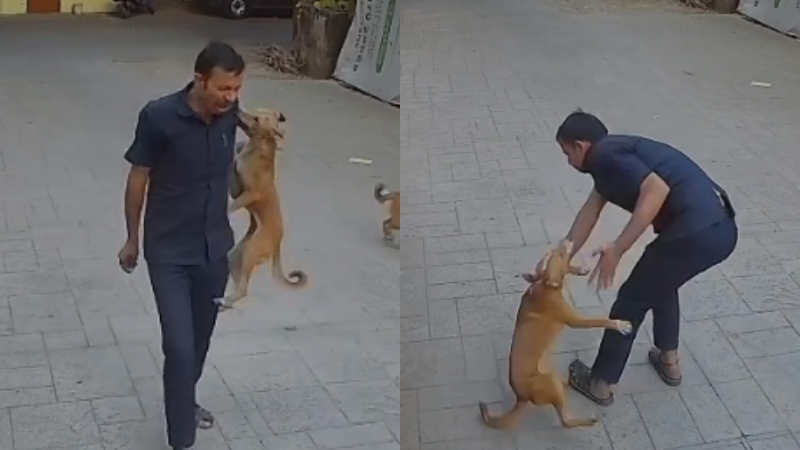 ಸೆಕ್ಯೂರಿಟಿ ಗಾರ್ಡ್ ಮೇಲೆ ನಾಯಿ ದಾಳಿ - ಭಯಾನಕ ದೃಶ್ಯ ಸಿಸಿಟಿವಿಯಲ್ಲಿ ಸೆರೆ 1 mumbai security guard Dog Attack