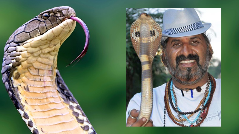 Explainer | ಕಾಳಿಂಗ ಸರ್ಪ ಹಿಡಿಯೋಕೆ ಅರಣ್ಯ ಇಲಾಖೆಯಿಂದಲೇ ವ್ಯವಸ್ಥೆ - ವಿಶೇಷ ತರಬೇತಿ ಅಗತ್ಯವೇ? ಉರಗ ತಜ್ಞರು ಹೇಳೋದೇನು? 12 snake shyam 2