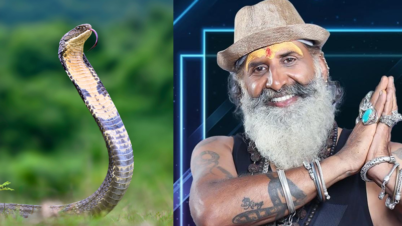 Explainer | ಕಾಳಿಂಗ ಸರ್ಪ ಹಿಡಿಯೋಕೆ ಅರಣ್ಯ ಇಲಾಖೆಯಿಂದಲೇ ವ್ಯವಸ್ಥೆ - ವಿಶೇಷ ತರಬೇತಿ ಅಗತ್ಯವೇ? ಉರಗ ತಜ್ಞರು ಹೇಳೋದೇನು? 10 snake shyam