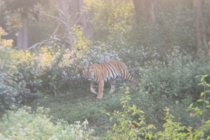 tiger chamarajanagara