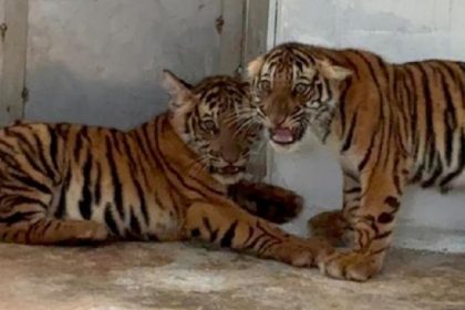 tiger cubs mysuru