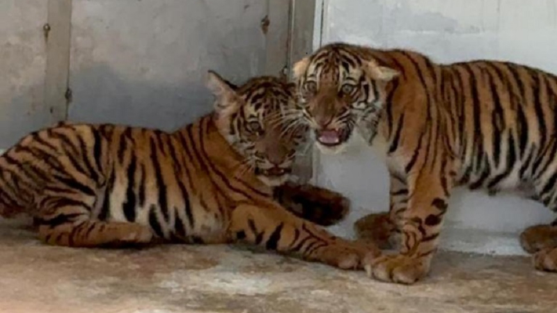 ಮೈಸೂರು| ಸೆರೆ ಸಿಕ್ಕಿದ್ದ 4 ಹುಲಿ ಮರಿಗಳು ಸಾವು 1 tiger cubs mysuru