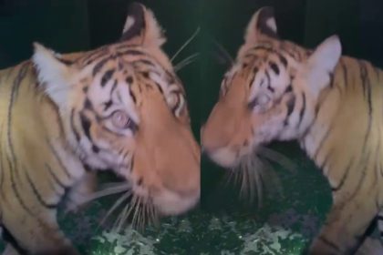 10 month old tiger cub captured in chamarajanagar