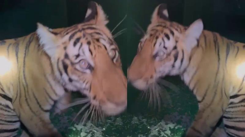 10 month old tiger cub captured in chamarajanagar