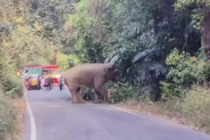 Charmadi Ghat Elephant