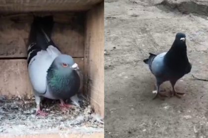 Chitradurga Pigeon Came Back From Sabarimala