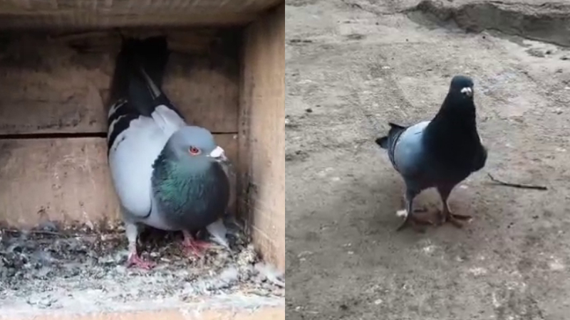 ಶಬರಿಮಲೆಯಿಂದ 900 ಕಿ.ಮೀ ಕ್ರಮಿಸಿ ಮರಳಿ ಗೂಡು ಸೇರಿದ ಪಾರಿವಾಳ 1 Chitradurga Pigeon Came Back From Sabarimala