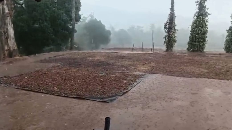 ಚಿಕ್ಕಮಗಳೂರಲ್ಲಿ ವರ್ಷದ ಮೊದಲ ಮಳೆಗೆ ಕೊಚ್ಚಿ ಹೋದ ಕಾಫಿ ಬೀಜ - ರೈತರ ಕಣ್ಣೀರು 3 Coffee beans washed away by rain in Chikkamagaluru 1