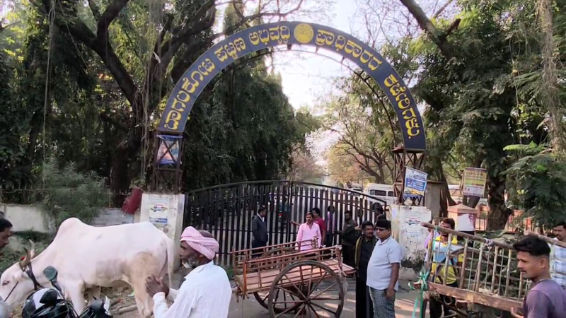 Farmers Protest BTDA office with bullock cart Bagalkote