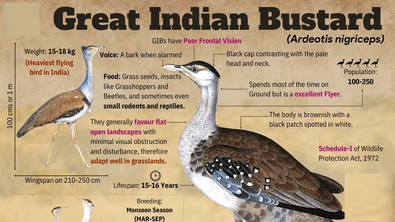 ʻಗ್ರೇಟ್ ಇಂಡಿಯನ್ ಬಸ್ಟರ್ಡ್ʼ ರಕ್ಷಣೆಗೆ ಮುಂದಾದ ಸುಪ್ರೀಂ - ಹೊಸ ವಿದ್ಯುತ್ ಯೋಜನೆಯಲ್ಲಿ ಏನೆಲ್ಲಾ ಬದಲಾವಣೆ? 9 Great Indian bustard 3