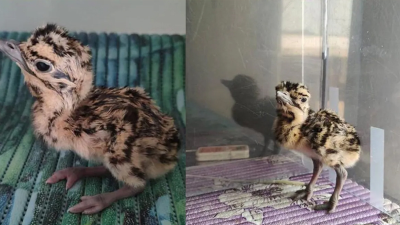 ʻಗ್ರೇಟ್ ಇಂಡಿಯನ್ ಬಸ್ಟರ್ಡ್ʼ ರಕ್ಷಣೆಗೆ ಮುಂದಾದ ಸುಪ್ರೀಂ - ಹೊಸ ವಿದ್ಯುತ್ ಯೋಜನೆಯಲ್ಲಿ ಏನೆಲ್ಲಾ ಬದಲಾವಣೆ? 11 Great Indian bustard 5