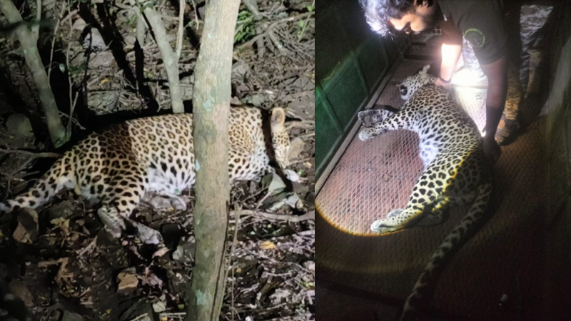 ಮಲೆ ಮಹದೇಶ್ವರ ಬೆಟ್ಟದಲ್ಲಿ ಭಕ್ತನ ಕೊಂದಿದ್ದ ಚಿರತೆ ಸೆರೆ - ಮೃತನ ಕುಟುಂಬಕ್ಕೆ 5 ಲಕ್ಷ ಪರಿಹಾರ ವಿತರಣೆ 1 Leopard