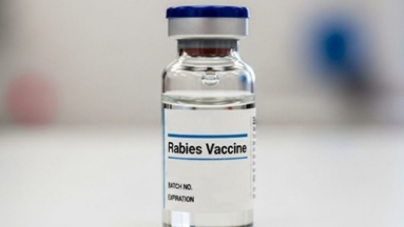 ಭಾರತದಲ್ಲಿ 'ನಕಲಿ ರೇಬೀಸ್ ಲಸಿಕೆ' ಹಾವಳಿ - ವಿದೇಶಗಳ ಸಲಹೆ ಏನು? 5 Rabies Vaccine