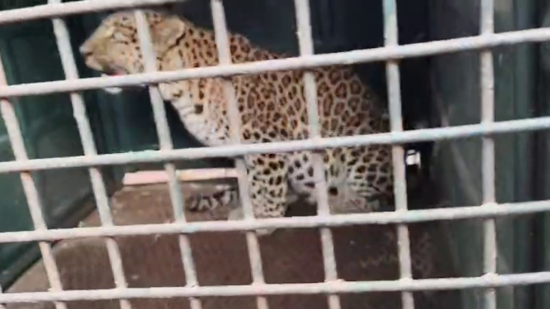 Tarikere Leopard 1