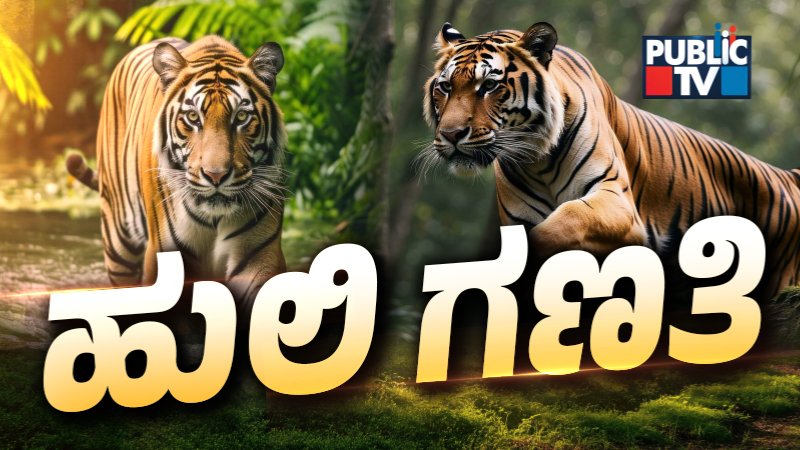 Tiger Census 1