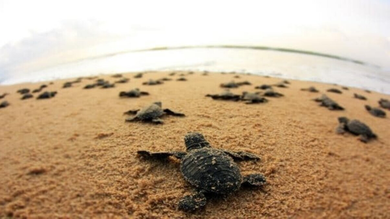 `ಜಿಪಿಎಸ್’ ಜೊತೆಗೆ ಹುಟ್ಟುವ ಆಲಿವ್ ರಿಡ್ಲಿ ಆಮೆಗಳು! 10 Tortoise 2