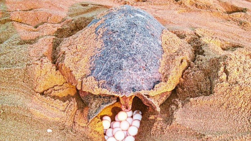 `ಜಿಪಿಎಸ್’ ಜೊತೆಗೆ ಹುಟ್ಟುವ ಆಲಿವ್ ರಿಡ್ಲಿ ಆಮೆಗಳು! 9 Tortoise 3