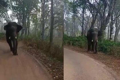 Virajpet Wild elephant chases school bus