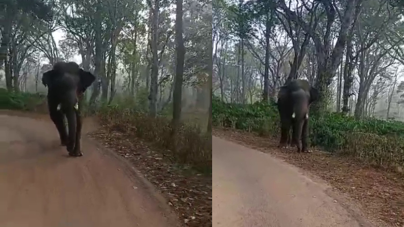 ವಿರಾಜಪೇಟೆ | ಶಾಲಾ ಬಸ್ಸನ್ನು ಅಟ್ಟಿಸಿಕೊಂಡು ಬಂದ ಒಂಟಿ ಸಲಗ! 1 Virajpet Wild elephant chases school bus