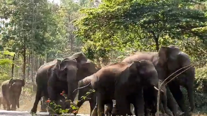 Wild Elephant 1