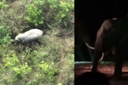 Wild elephant captured in Sakleshpur Hassan