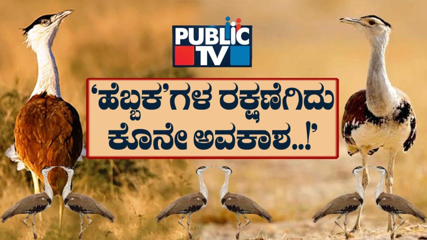 great indian bustard 1