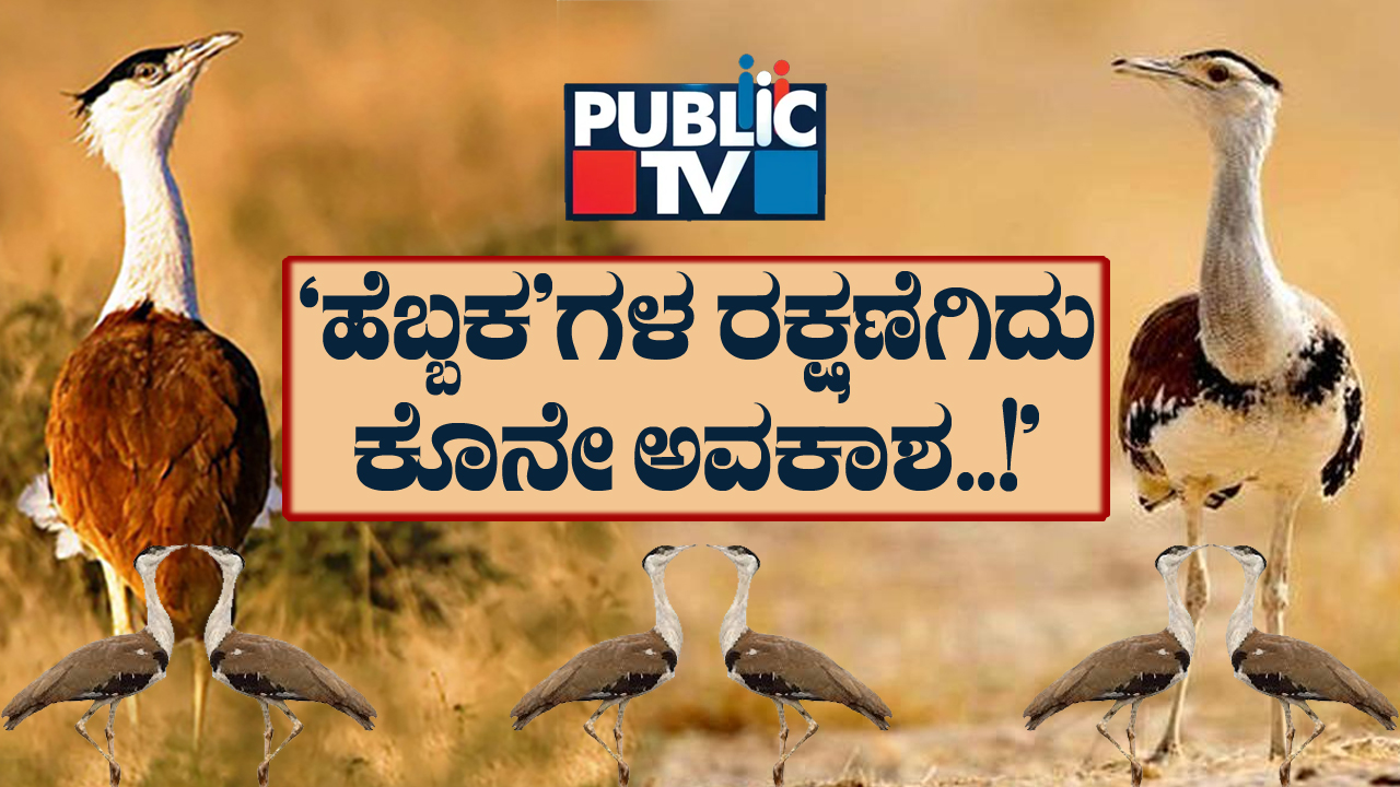 great indian bustard 1