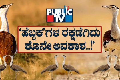 great indian bustard