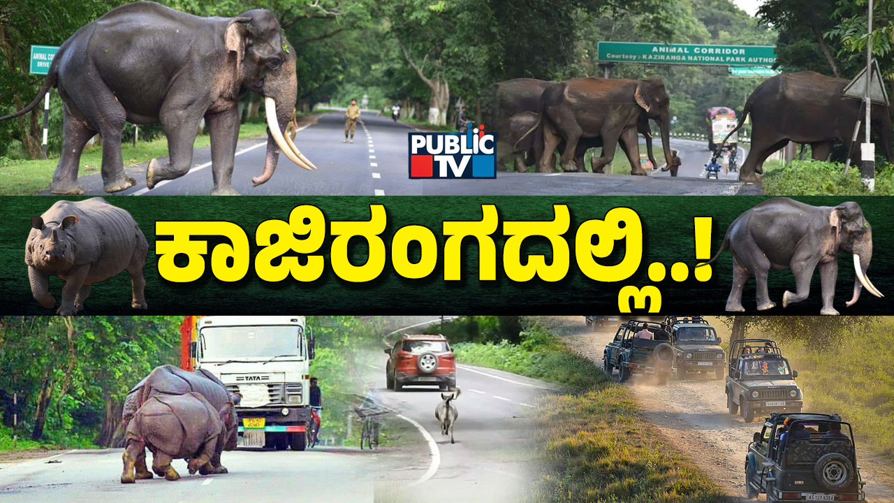 kaziranga 2