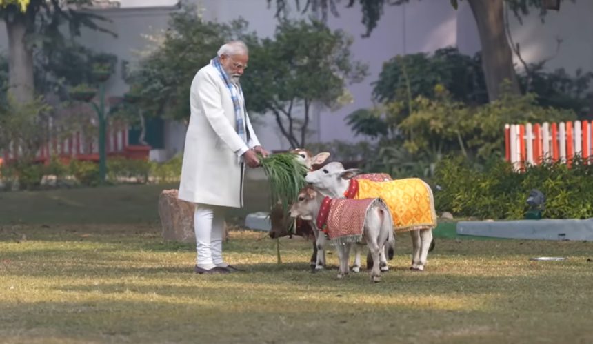 pm modi feeds punganur cows on makar sankranti 2