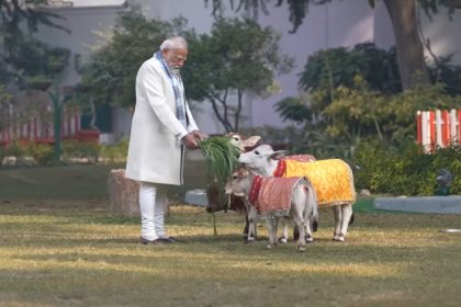 pm modi feeds punganur cows on makar sankranti