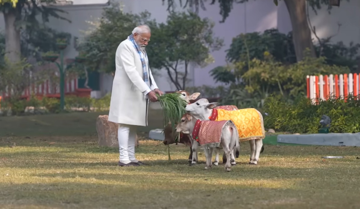 pm modi feeds punganur cows on makar sankranti