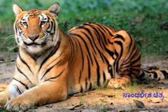 tiger image
