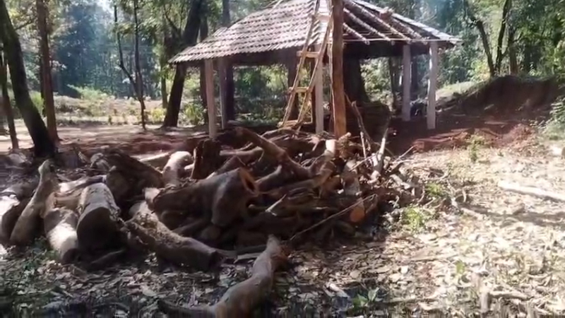 ಕಾರವಾರ| ಅರಣ್ಯ ಇಲಾಖೆ ಅಧಿಕಾರಿಗಳಿಂದಲೇ ಮರಕ್ಕೆ ಕೊಡಲಿ ಏಟು 1 tree karwar