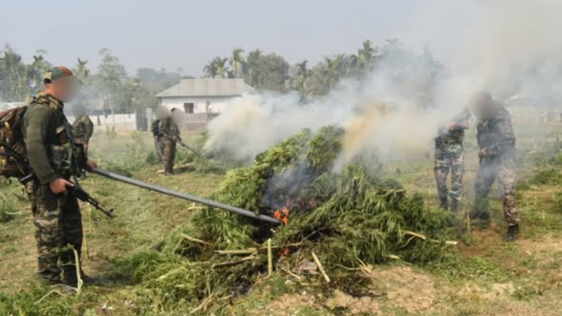 65 ಎಕರೆ ಅರಣ್ಯ ಭೂಮಿಯಲ್ಲಿ ಬೆಳೆದಿದ್ದ 1.80 ಲಕ್ಷ ಗಾಂಜಾ ಗಿಡಗಳನ್ನು ನಾಶಪಡಿಸಿದ ಭದ್ರತಾ ಪಡೆ 3 tripura security forces demolish ganja plantations worth rs 27 crore in major anti narcotics crackdown 1