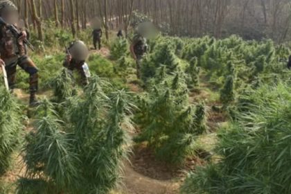 tripura security forces demolish ganja plantations worth rs 27 crore in major anti narcotics crackdown