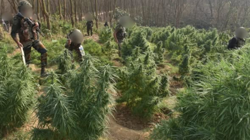 tripura security forces demolish ganja plantations worth rs 27 crore in major anti narcotics crackdown