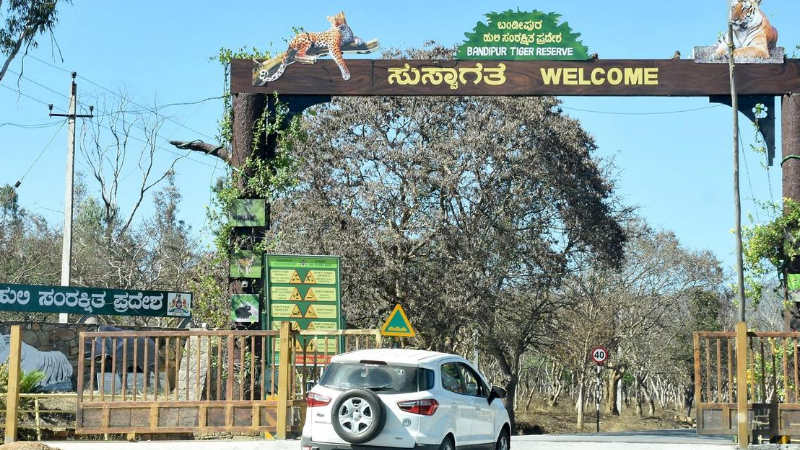 ನಾಗರಹೊಳೆ, ಬಂಡೀಪುರದಲ್ಲಿ ಸಫಾರಿಗೆ ಸರ್ಕಾರ ಅಸ್ತು - ಹೋರಾಟದ ಎಚ್ಚರಿಕೆ ಕೊಟ್ಟ ರೈತರು 1 Bandipur Tiger Reserve