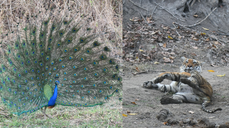 ಪರ-ವಿರೋಧದ ನಡುವೆ ಸಫಾರಿ ಪುನಾರಂಭ - ಸರ್ಕಾರದ ಗೈಡ್ಲೈನ್ಸ್ ಪ್ರಕಾರ ಸಮಯ ನಿಗದಿ 6 Bandipura Safari 1