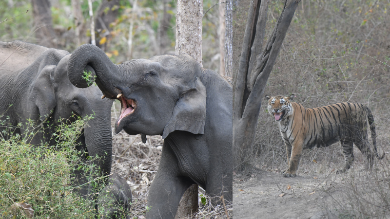 ಪರ-ವಿರೋಧದ ನಡುವೆ ಸಫಾರಿ ಪುನಾರಂಭ - ಸರ್ಕಾರದ ಗೈಡ್ಲೈನ್ಸ್ ಪ್ರಕಾರ ಸಮಯ ನಿಗದಿ 5 Bandipura Safari