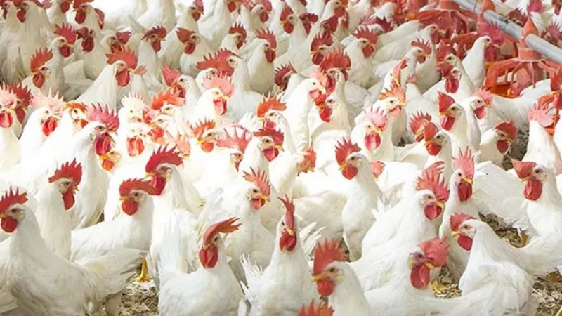 Bird Flu 3