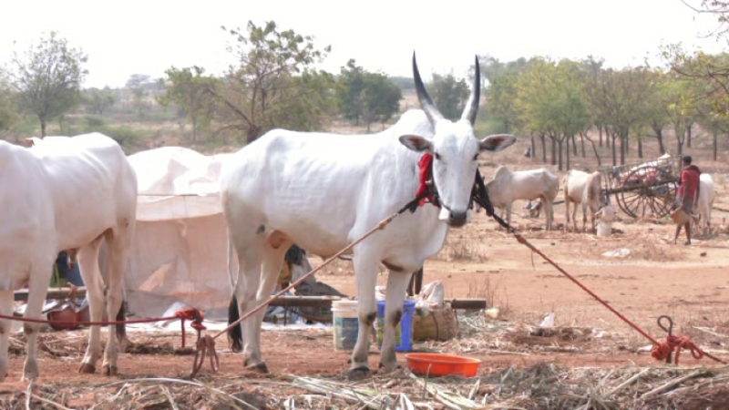 ಬಾಗಲಕೋಟೆ ಮೋಟಗಿಯಲ್ಲಿ ಶುರುವಾಗಿದೆ ಜಾನುವಾರು ಜಾತ್ರೆ 3 Cattle fair begins in Motagi Bagalkote 1