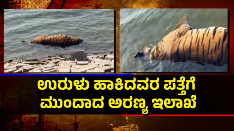 Chamarajanagar Gunda Reservoir Tiger Death