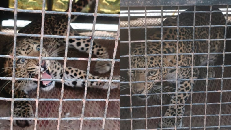 Channarayapatna Leopard