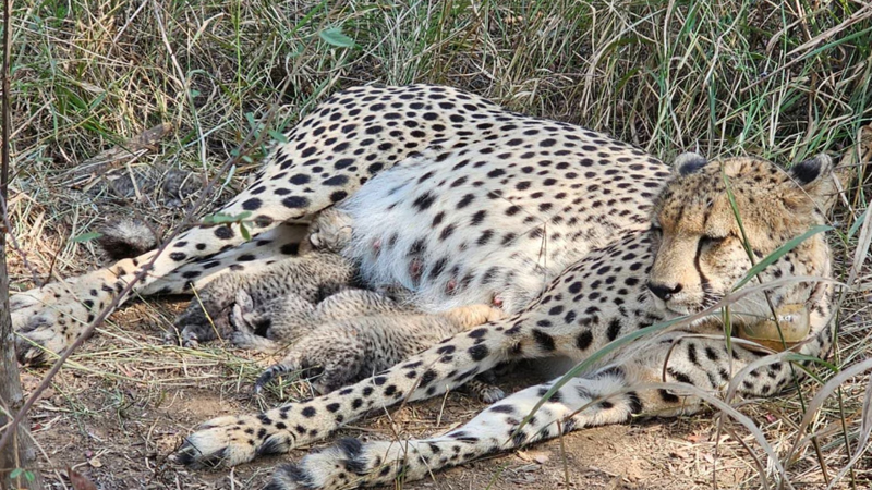 Cheetah Gamini