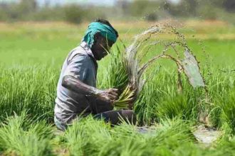 Crop Relief