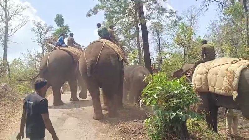 Elephant 1 1