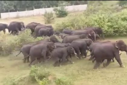 Kanakapura 40 Wild Elephant Spotted