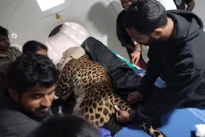 Leopard Shivamogga Tiger and Lion Safari Tyavarekoppa